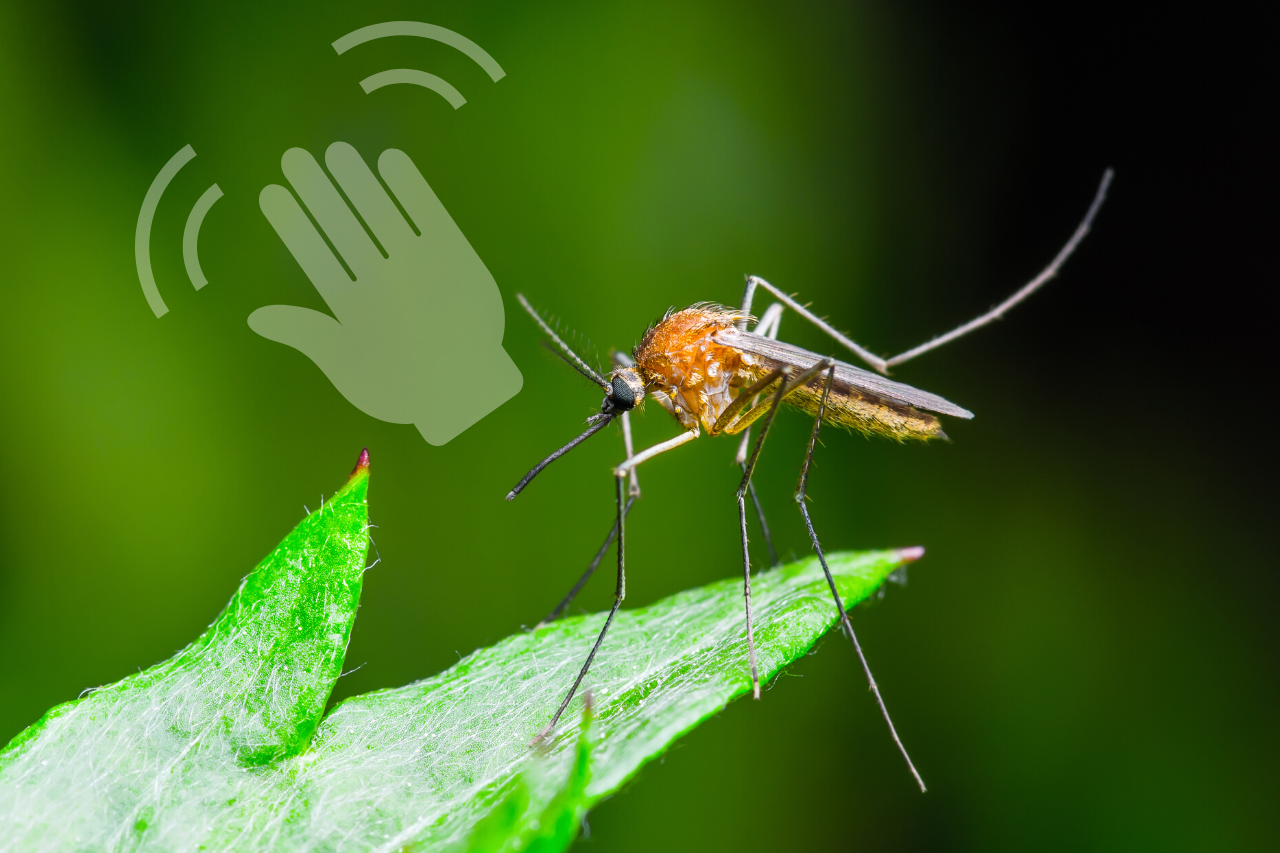 ¡Adiós mosquitos! 4 Ideas para repelerlos